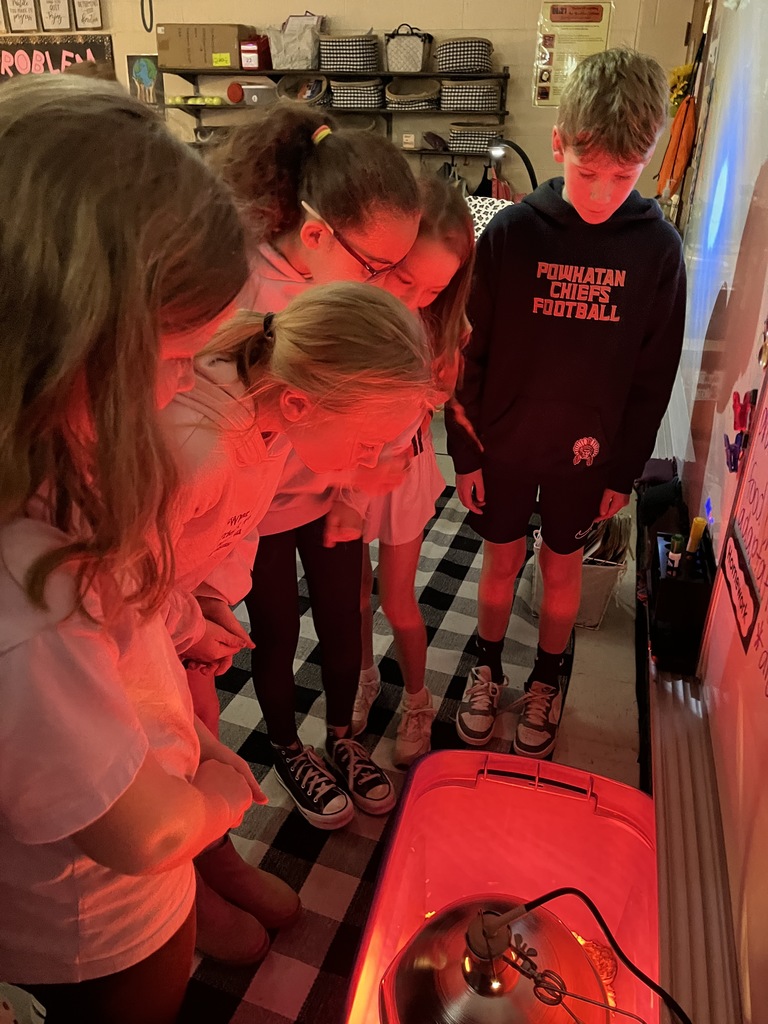 Students look at newly hatched baby chicks under a heat lamp in their classroom.