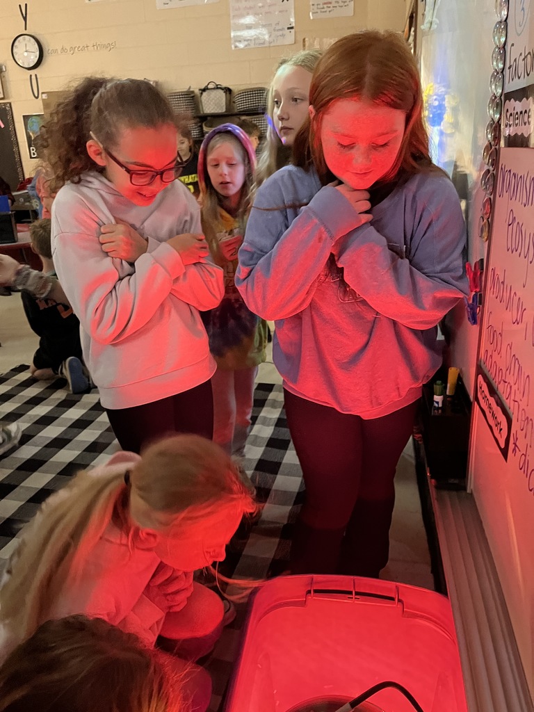 Students look at newly hatched baby chicks under a heat lamp in their classroom.