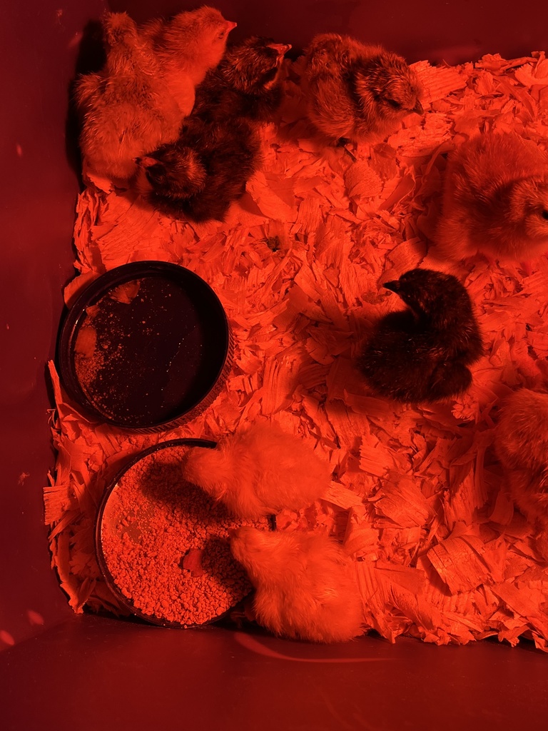 Newly hatched baby chicks under a heat lamp.