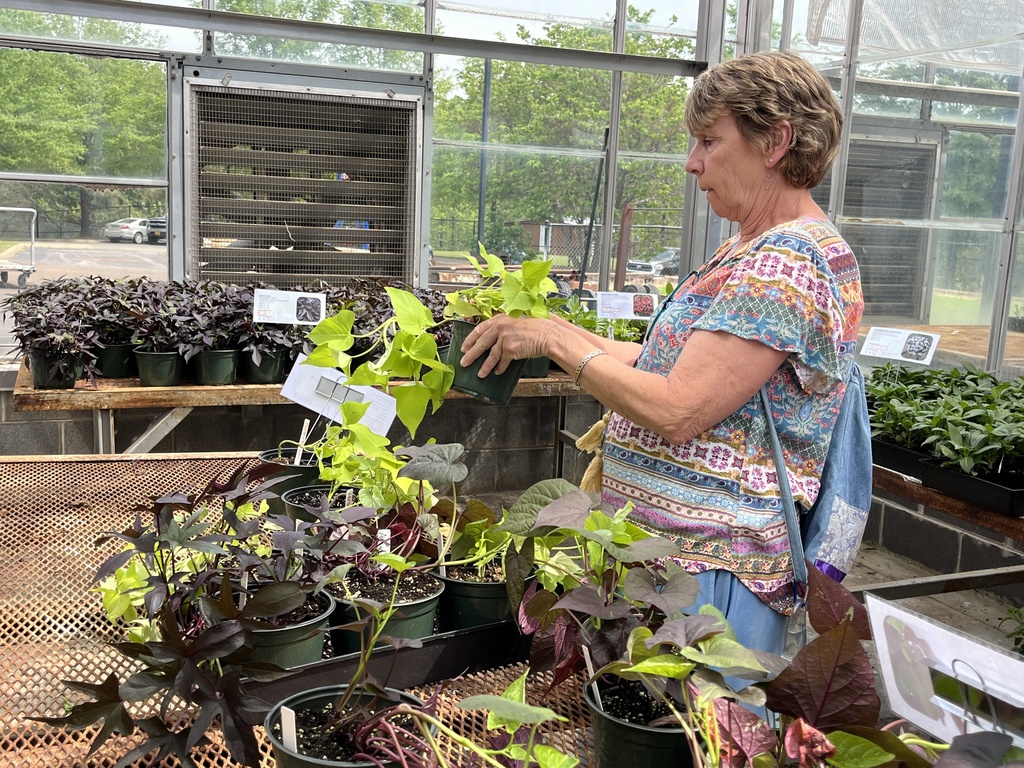 A woman browses plants  at a plant sale.