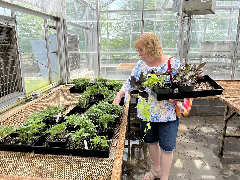 A woman browses plants  at a plant sale.
