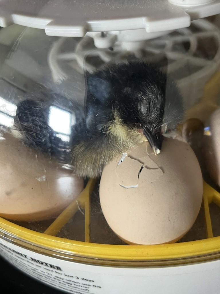 chick