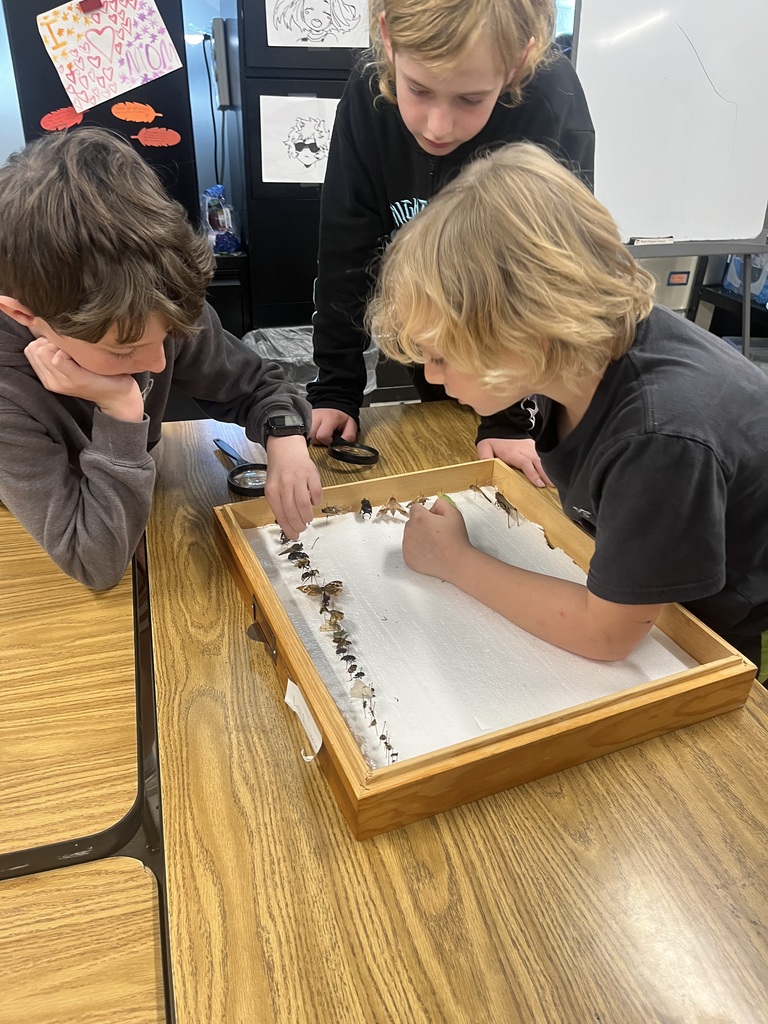 3 boys interacting with a box of bug displays