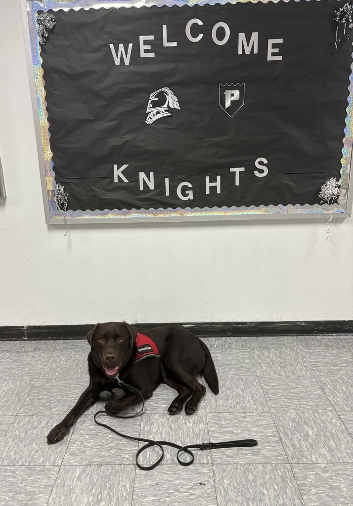 black lab dog posing