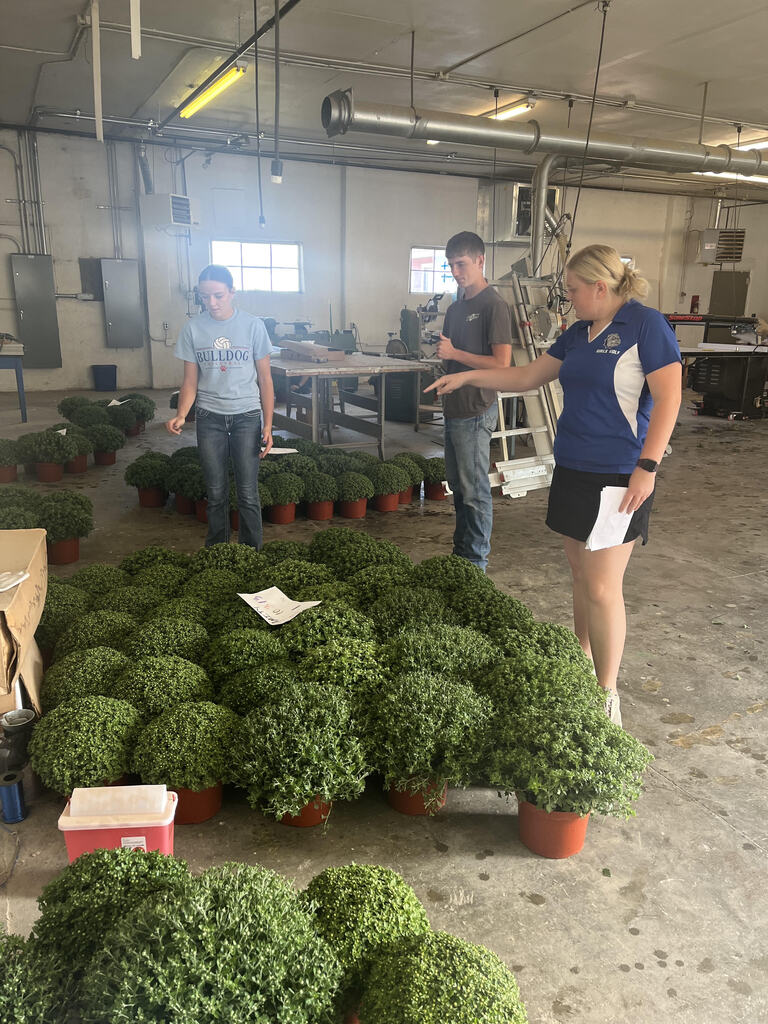 FFA Mums