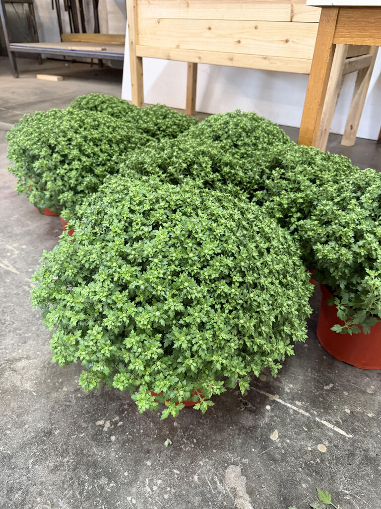 Mums for sale