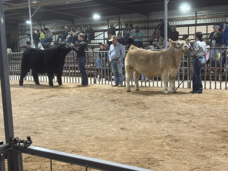 Trapper with his steer and Breadyn with her steer in the show ring.