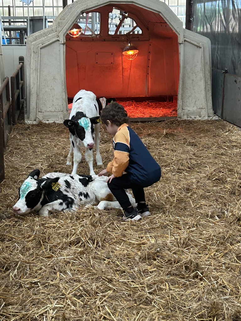 Volleman’s dairy 