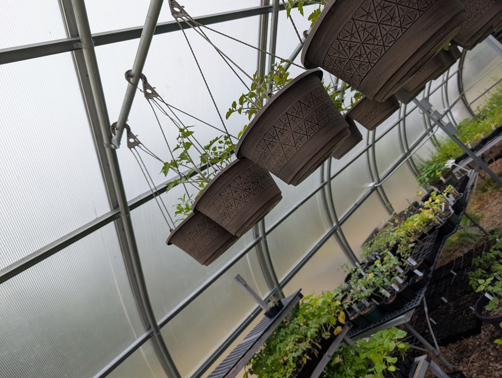 plant  sale 