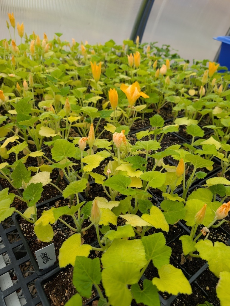 plant sale