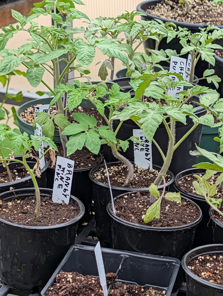 plant sale 