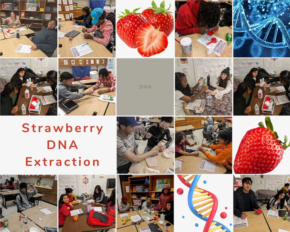Strawberry DNA Extraction Princeton Innovation Center