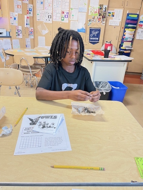 Discover the Secrets Inside Owl Pellets: Dissection Fun!
