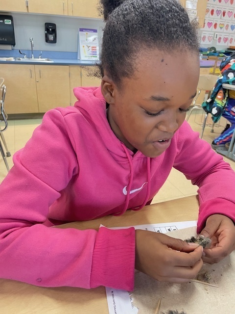 Discover the Secrets Inside Owl Pellets: Dissection Fun!