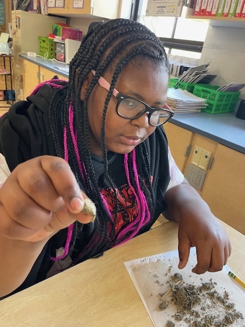 Discover the Secrets Inside Owl Pellets: Dissection Fun!