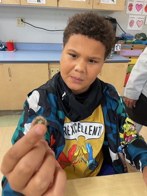 Discover the Secrets Inside Owl Pellets: Dissection Fun!