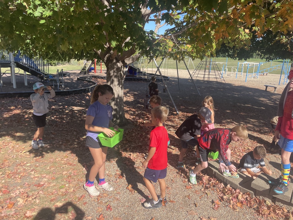 students in Mrs. Ellberg's class outdoors collecting leaves