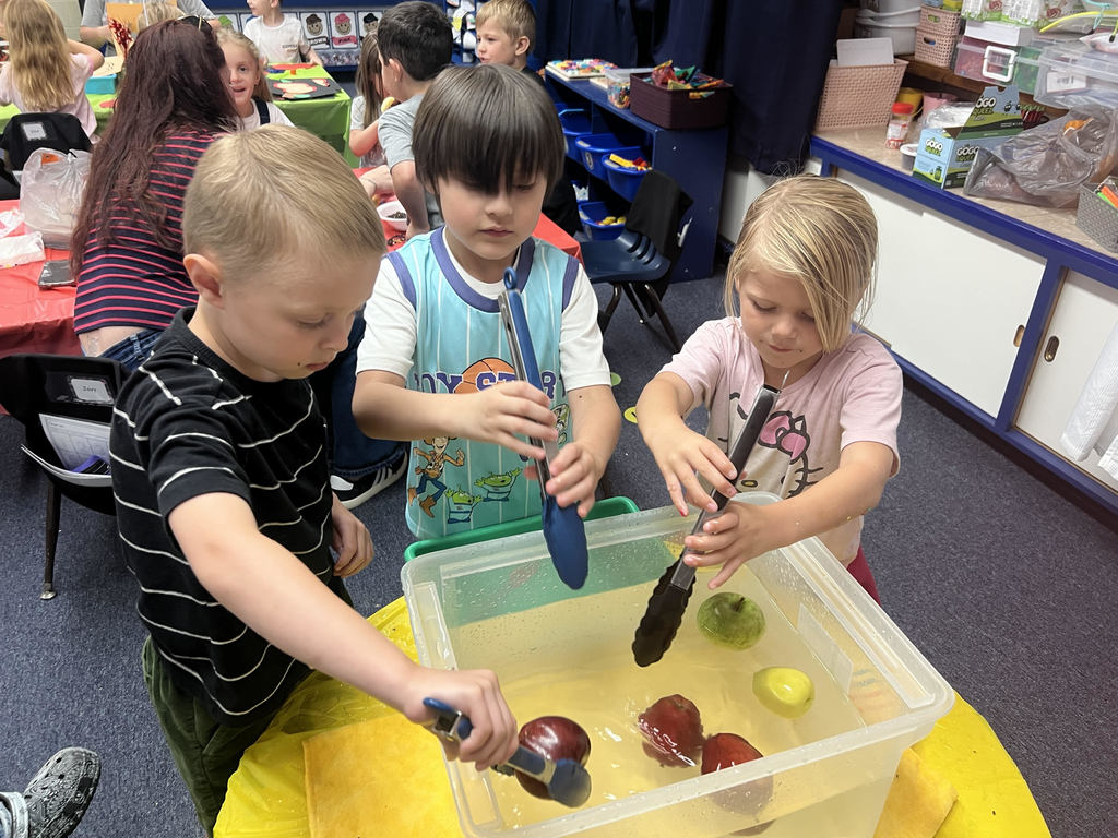 Douglas Kindergarten students selecting their apples for Apple Day