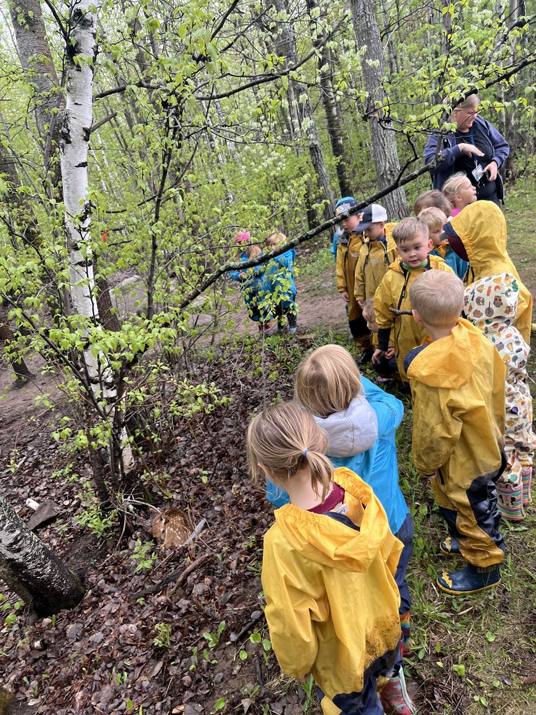 Preschoolers observing fawn at rest