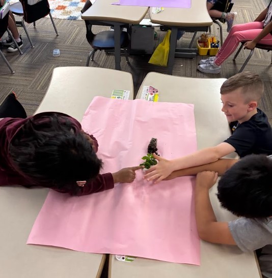 Second Grade Science