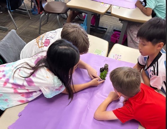 Second Grade Science