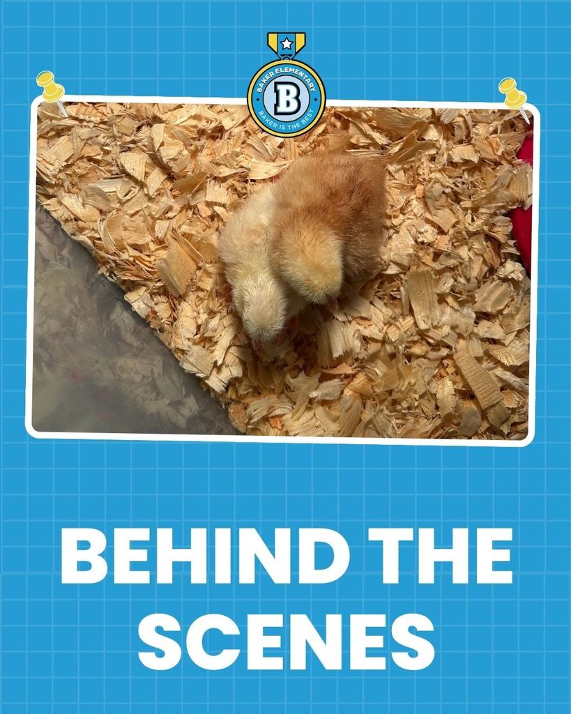 Baker Elementary 1st Grade Bird Life Cycles