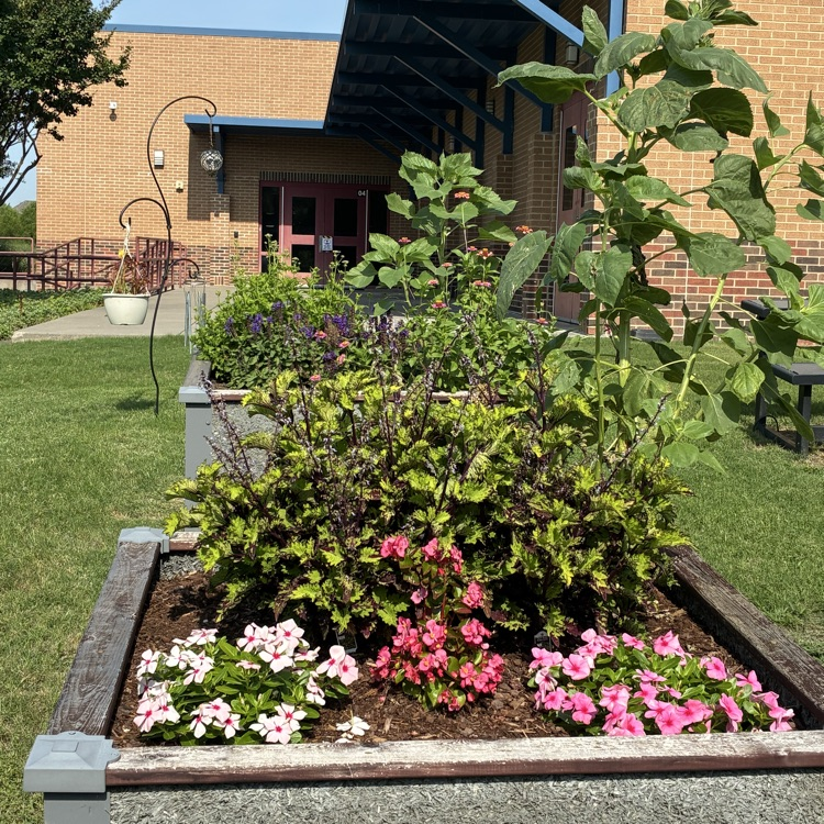 Baker Elementary Summer Gardens