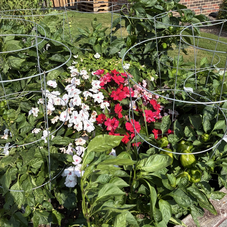 Baker Elementary Summer Gardens