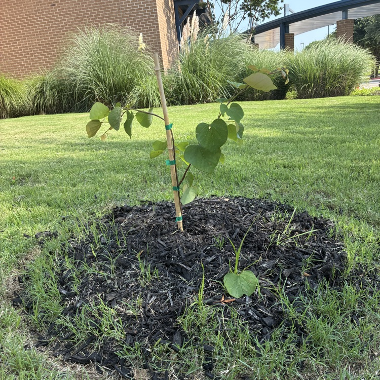 Baker Elementary Summer Gardens