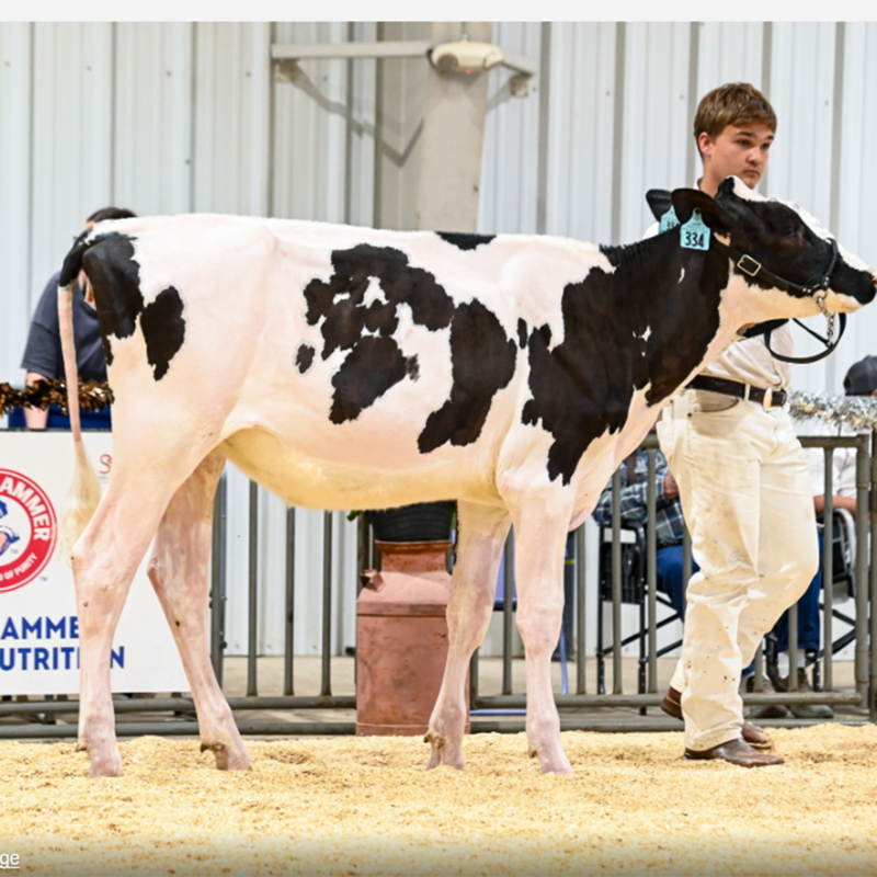 brakefield with jersey cow