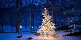 Christmas Tree in woods