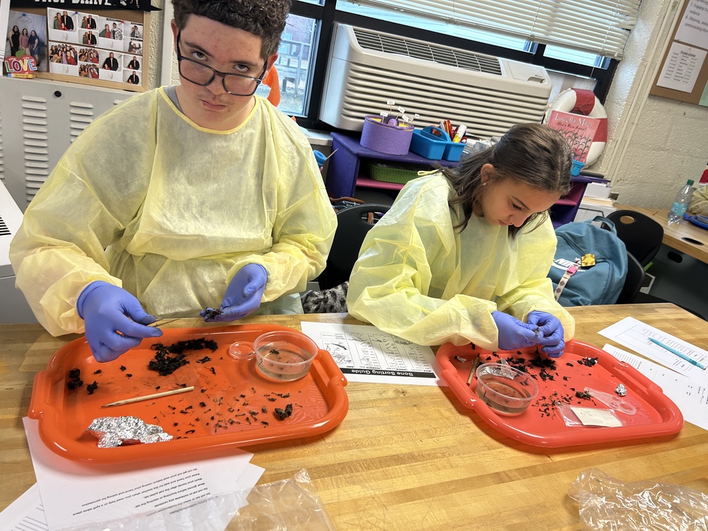 Owl Dissection