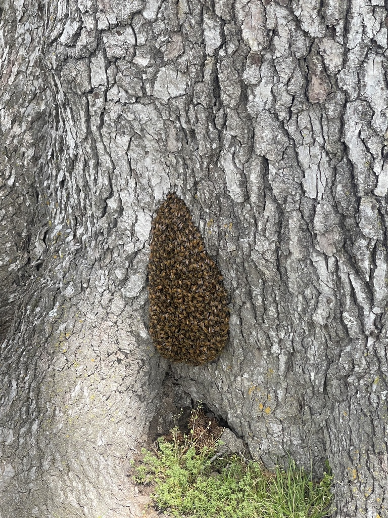 The bees were removed by a beekeeper. He trapped the queen bee, and the others followed her into their new hive!