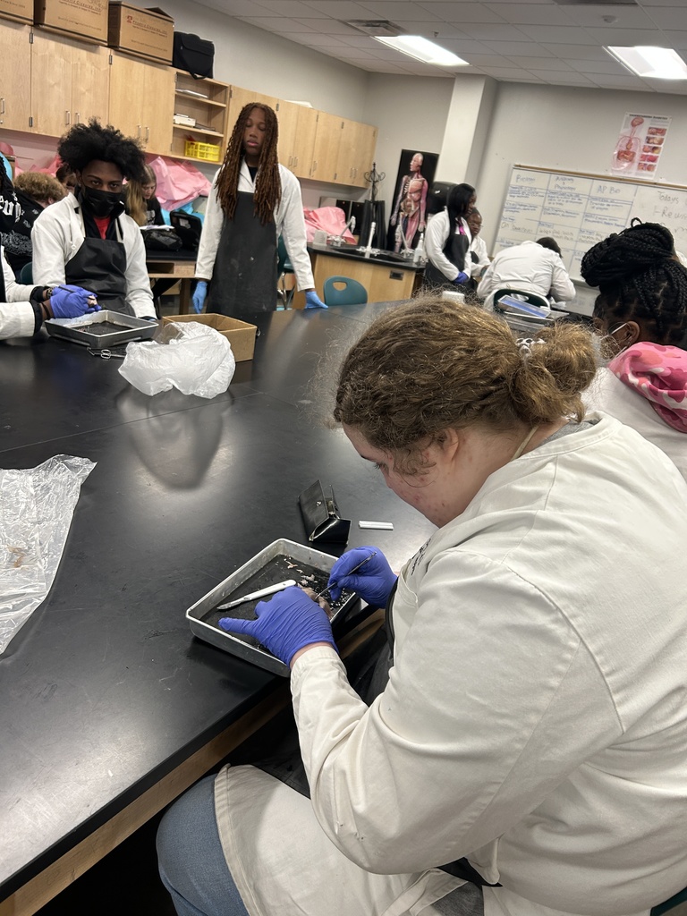Student dissecting pig