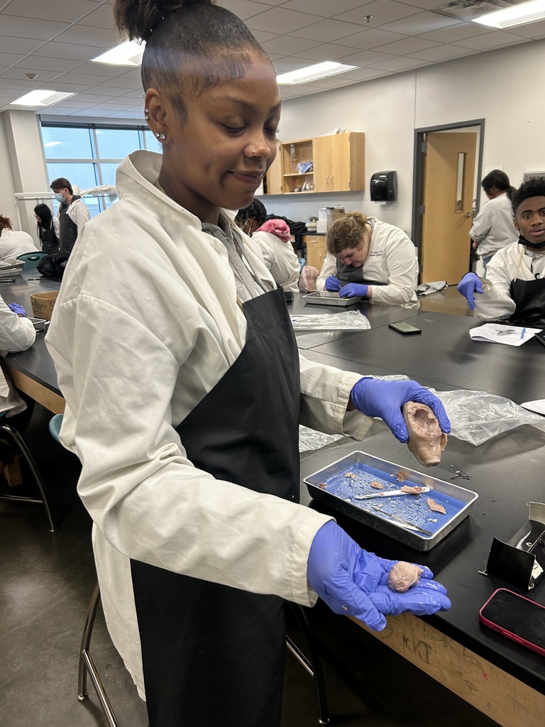 Student dissecting pig