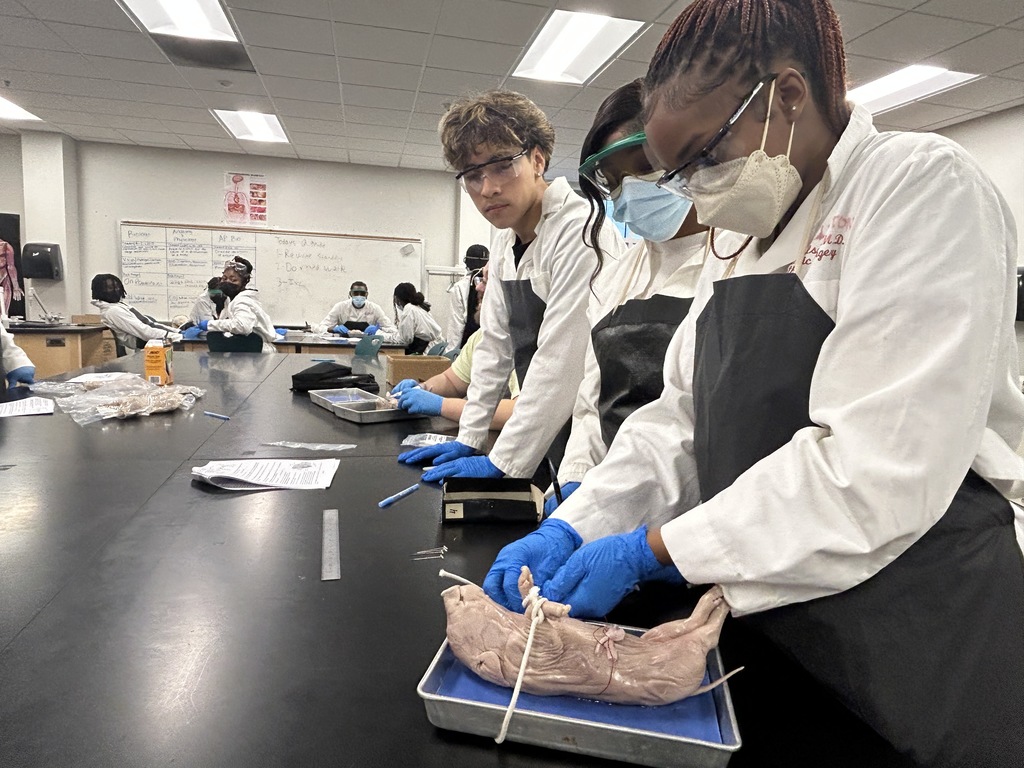 Students preparing for dissecting pig
