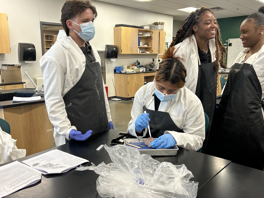Student dissecting pig