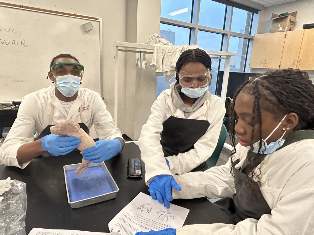 Students exploring pig anatomy