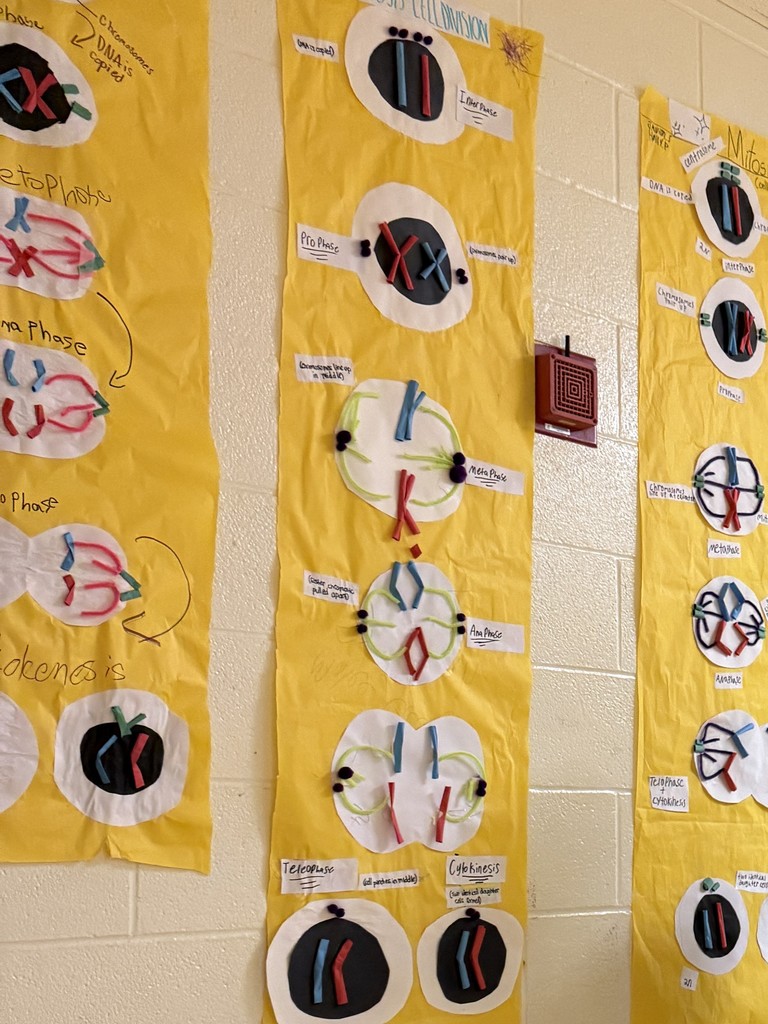 Class project showing cellular division