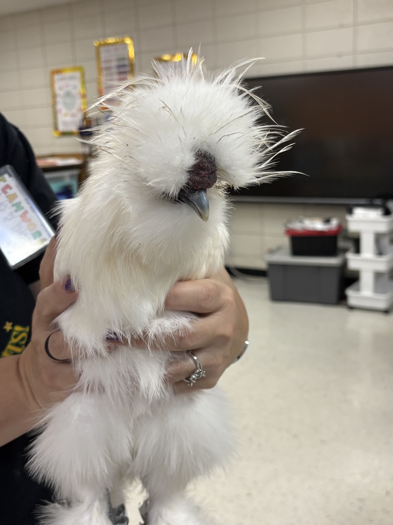 Ms. LaValley brought a silkie chicken to show us a part of her farm!