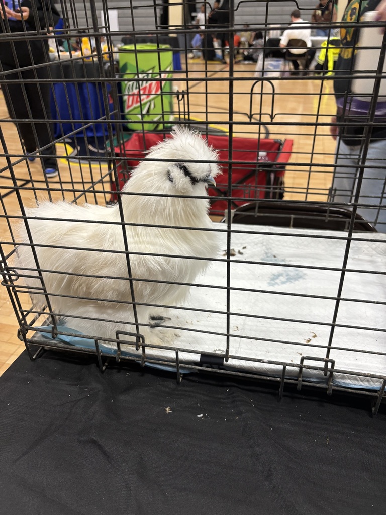 Pepe the Silky Chicken was a bit hit with all of the kids!  