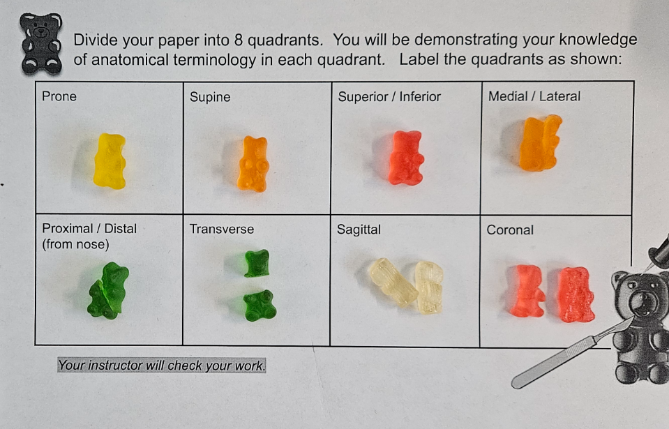 Students doing science lab with gummy bears
