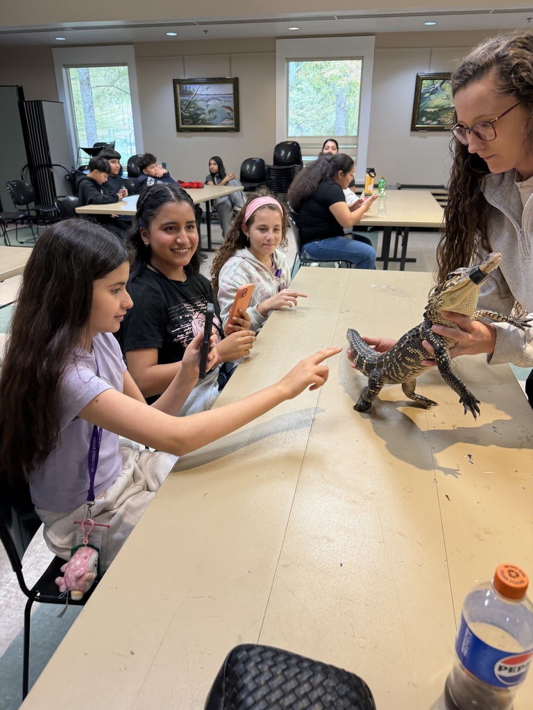 Touching an alligator