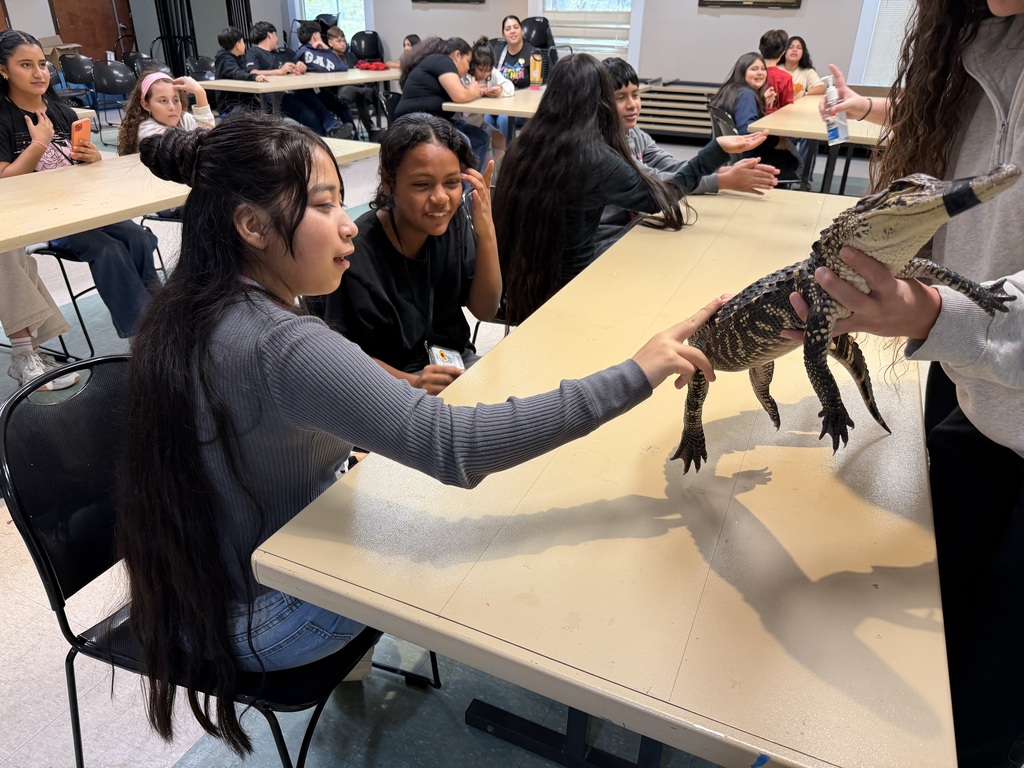 Experiencing touching an alligator 