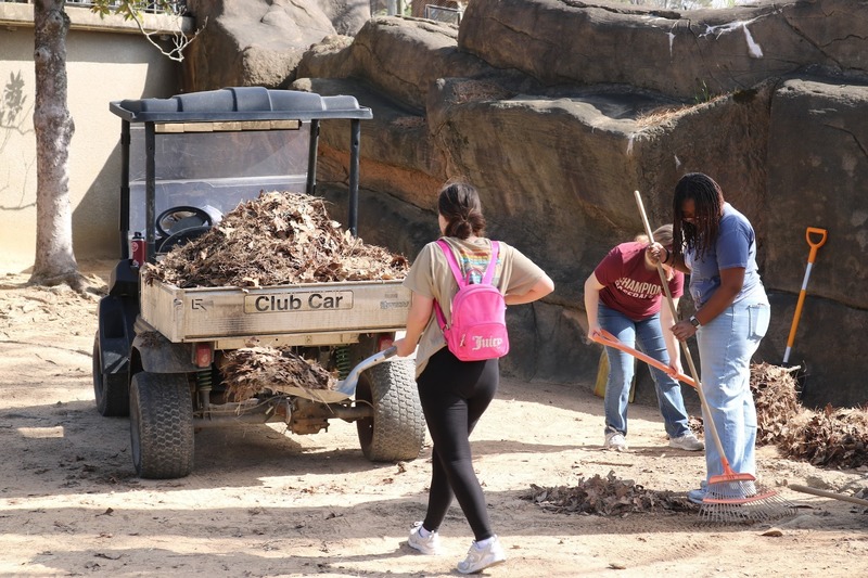 students clearing leaves from a zoo enclosure with rakes, shovels, and a golf cart sylve vehicle.