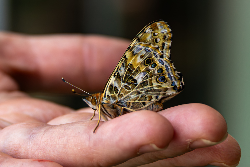 Close-up of a butterfly resting on an adult’s fingers, showing detailed patterns on its wings against a softly blurred background.