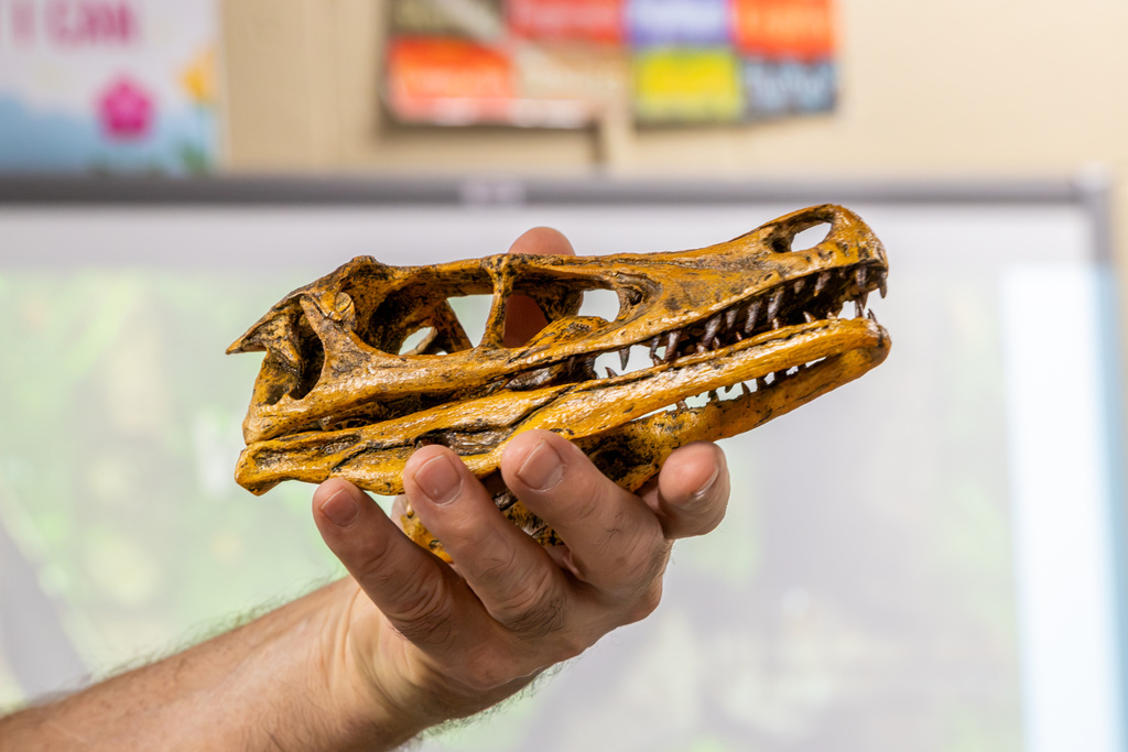 A small, yellowish dinosaur skull with sharp teeth is held up for display during a fossil presentation.