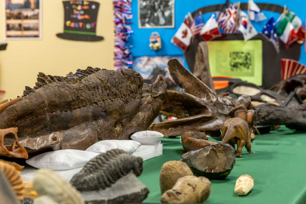 A large collection of prehistoric fossils, including dinosaur bones, ammonites, and other specimens, covers a classroom table.