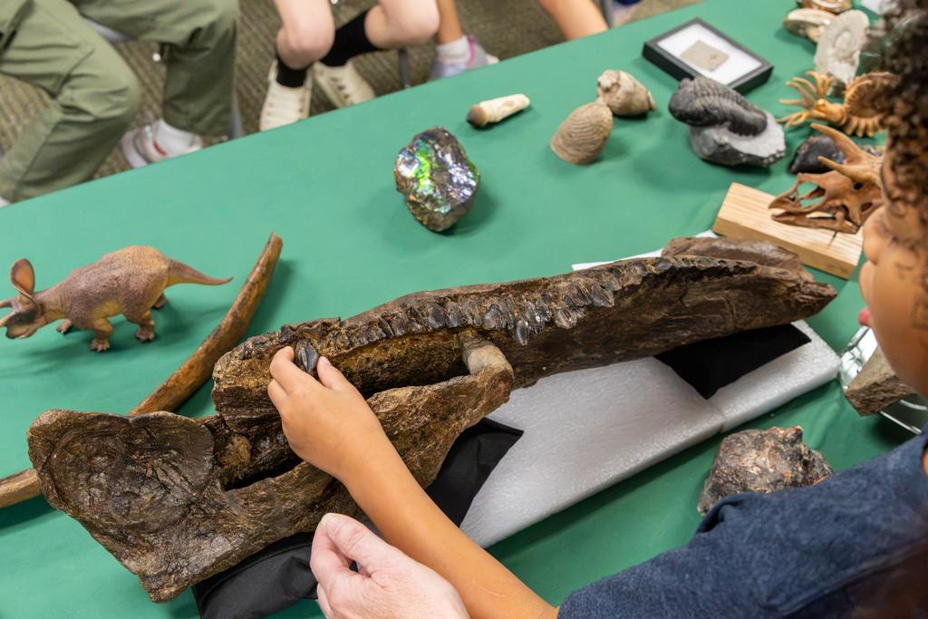 A Dennis Elementary student reaches out to touch a large fossilized Triceratops jaw with a row of preserved teeth.