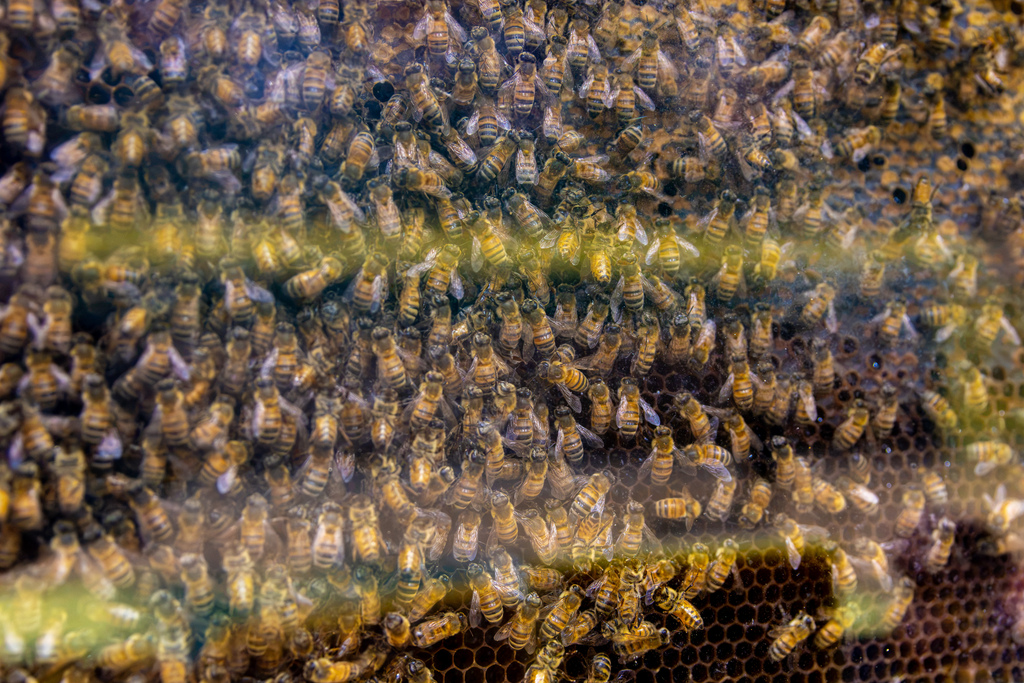 Extreme close-up of thousands of live honeybees moving across a honeycomb frame inside an observation glass hive.